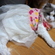 医療講演会に参加して猫と自分の病気予防について考える