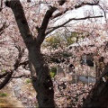 4/6(月)〝竹ヶ端運動公園〟〝集会所裏水呑川土手〟サクラ並木の散策(^.-)☆(15)