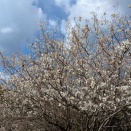 サクランボの花