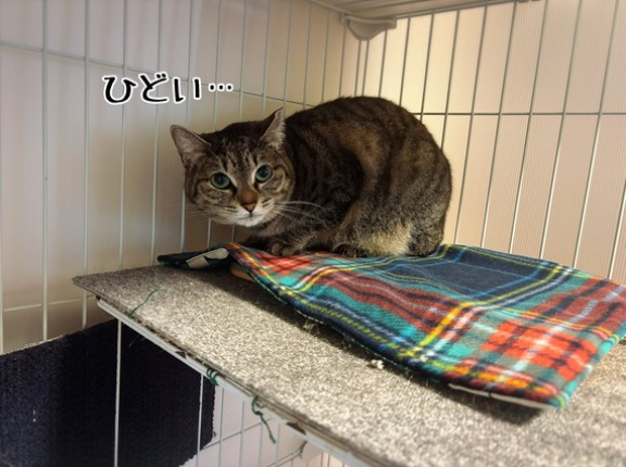 箱型にゃんモック…使う子を選ぶ代物かも。