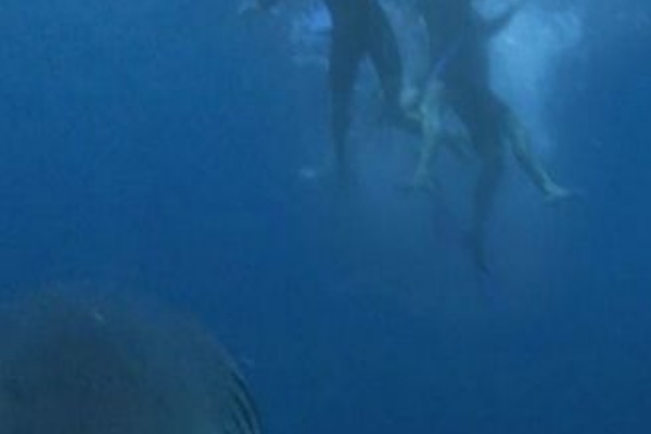 赤い珊瑚礁 オープン ウォーター 佐藤秀の徒然幻視録