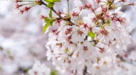 中国の専門家「桜は中国で生まれ、日本で発展した。韓国はまったく関係ない」