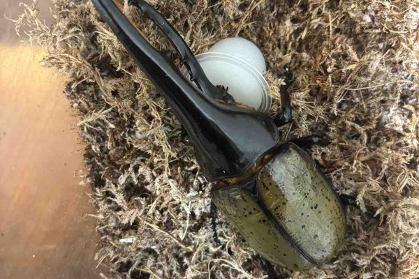 Angular Hercules - ヘラクレス