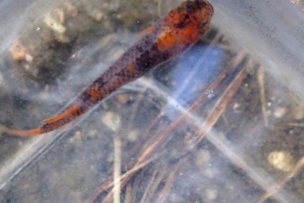 マッチの錦鯉みたいなメダカのblog 14