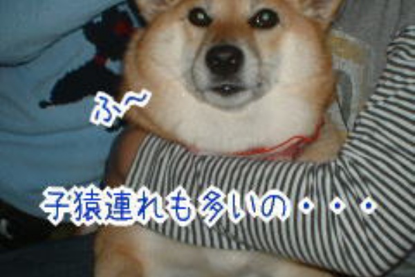 柴犬カンチの足跡日記 ダイエット