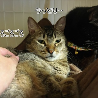 猫とお酒と日々のこと
