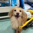下半身不随のダディくんに車椅子をプレゼント&#127873;