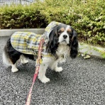 黄昏時の落としもの