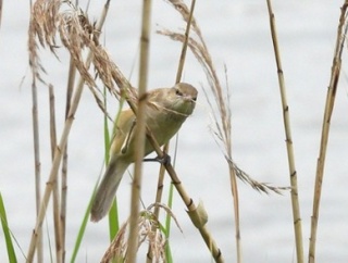 2026年5月22日の野鳥公園