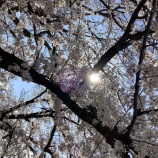 『3年生の皆さん、ご卒業おめでとうございます。』の画像