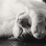 『毎日、どれだけ寝ています?』の画像