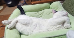 永遠の仔猫　ノリちゃん