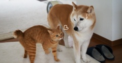 猫の“すりすり”に閉口気味の犬