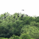 河川敷でヒメアマツバメ、カルガモ親子、チョウトンボなど