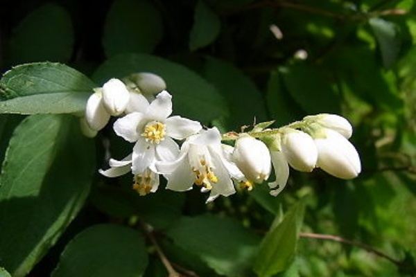 Drecom Isao Oのブログ ウツギ 空木 卯の花 Nhk ラジオ深夜便