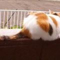 猫に小判を与えたら。 埋蔵金：千八百八拾参両　偵察ぅに入って来よってぇ。