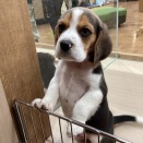 新入生🐶🐱紹介