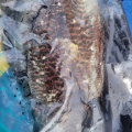 今週のお魚