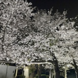 『今年の花見』の画像