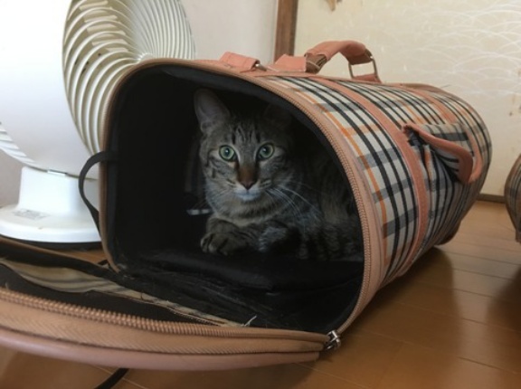 猫キャリーの変遷　20260314