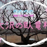 『臥竜梅は三分咲きです！』の画像