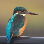 『投稿：BORG90FLによるカワセミ　2020/01/29』の画像