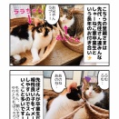 三毛子猫ララ 幸せ報告！