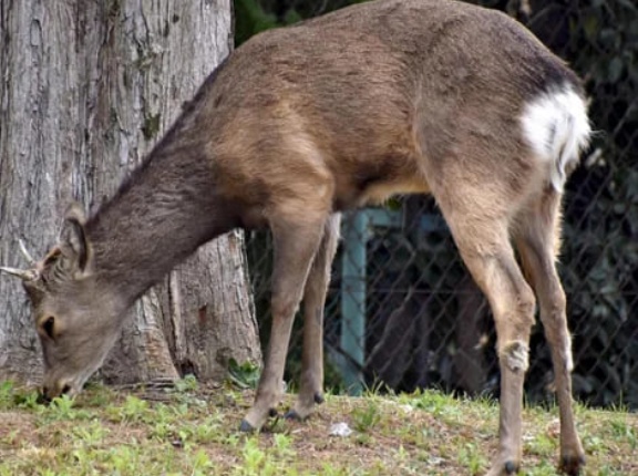大阪市都島区の公園にシカ１頭現れる、園内を移動したり茂みに隠れたり…１０日前から府内で目撃相次ぐ