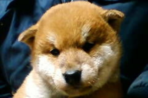 柴楽会 日本犬保存会所属 柴犬 柴楽会 日本犬保存会所属 柴犬