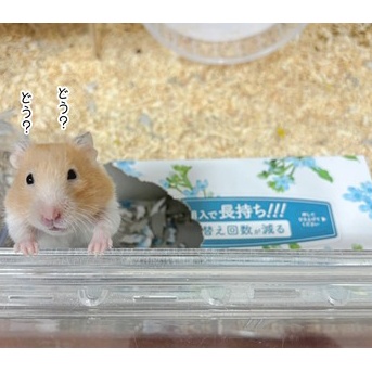 今日のプリンとうさぎのルリ(11/15追記)