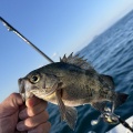 3月8日　日曜日　メバル釣行