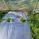 白菜定植 & 大根餅色々