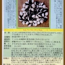 「パンダ豆」の収穫！「オータムポエム」種子購入！「サツマイモ」を食べた！
