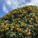 今朝のオジギソウはゼロ輪お散歩は業務まで２．２ｋｍ