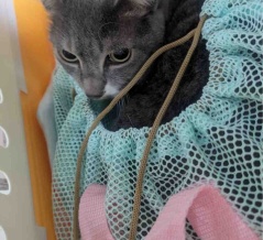 お姫様猫の健康診断　20250827