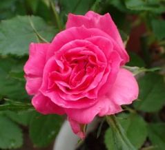 「バラ」の初開花！「レタス」収穫！「ミニ白菜」の間引き！「ジャガイモ 」の様子です！また「プレゼントキャンペーン」に当選！