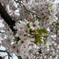 2026年の桜について備忘録