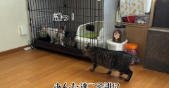 初対面のオトナ猫さま達の反応