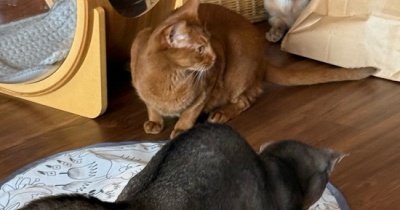 じっくりと温めたオモチャ、横取りされがちなぼくちん