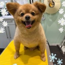 トリミングブログ SC 山梨中央店志村