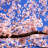 『2026.4『がいせん桜🌸歩いてみたよ❷』岡山県真庭郡新庄村』の画像
