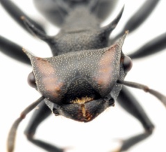 かっこよすぎるナベブタアリ！