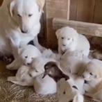 赤ちゃんヤギが子犬たちと一緒に寝ようとしたら…受け入れてもらえた