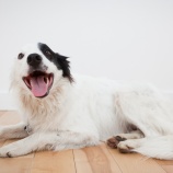 『犬についての知識更新なくして犬との暮らしは輝かないと思います』の画像