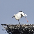 コウノトリ