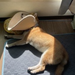 今日のパグ子　豆柴あき・クリチワまめ篇