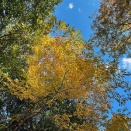 郡上八幡城。紅葉まつり。