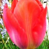 『ひまわり（5700回記念）（18）』の画像