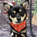 シバチー　シャンプー　別府店　児玉