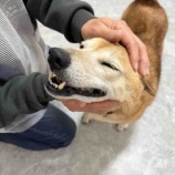 『【ご報告】柴犬よつばちゃん 心臓病でした...』の画像